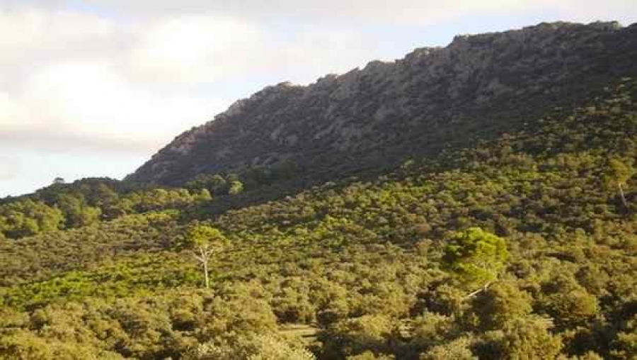 La Tunisie condamne l'attaque terroriste contre un convoi militaire à Ain Defla