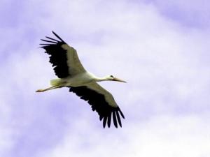 A Aïn el Assel, la population protège les cigognes