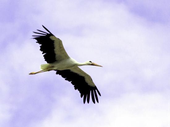 A Aïn el Assel, la population protège les cigognes
