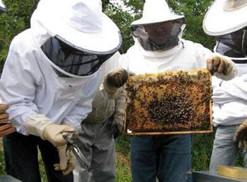 Un monstre menace les ruches du Djurdjura