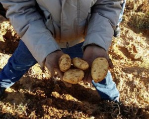 قناطير من البطاطا ترمى بالوادي