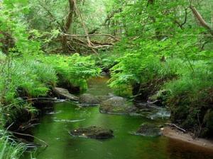 Leur gestion doit être améliorée pour optimiser leurs services hydrologiques : Rôle capital des forêts pour une eau de bonne qualité