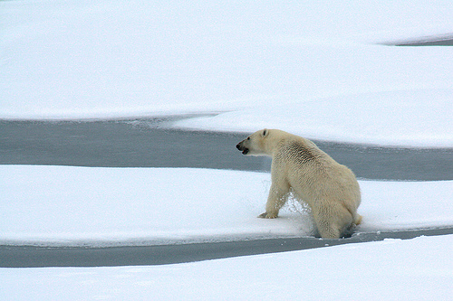 Les ours polaires tentent de survivre au réchauffement climatique...à la nage