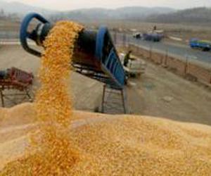 فرنسا تستحوذ على 75 % من واردات القمح الى الجزائر