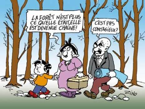 Après avoir infesté les forêts marocaines en 2009 : Le psylle, insecte ravageur, menace l'eucalyptus en Algérie