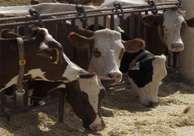«On allait abandonner la profession et Ferroukhi nous a convaincus de croire en l'avenir»