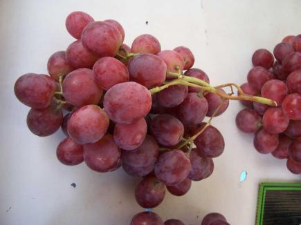 عنب 
