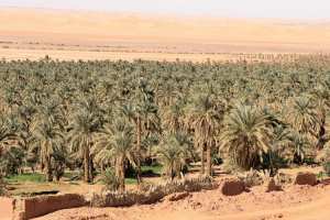 منطقة بن زيتة الفلاحية.. جنة ضائعة على أرض أدرار