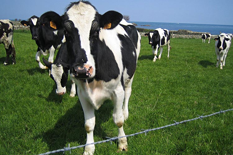 عزوف عن استهلاك الحليب بسبب الحمى المالطية في تيزي وزو