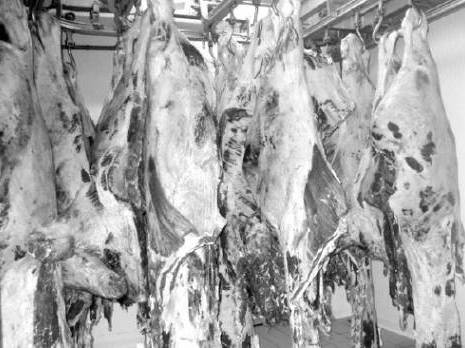 Viande bovine Algérienne