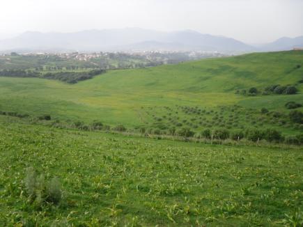 حقول لخضر وفواكه مسقية بالمياه القذرة في المدية