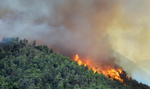 98 حريقا غابيا يأتي على 633 هكتار بتيزي وزو