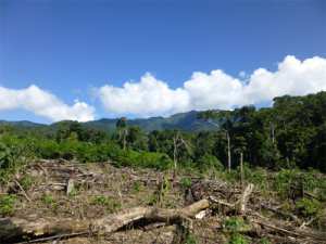 Dévastation de la forêt des Haraktas