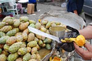 التين الشوكي يدخل 37 طفلا المستشفى بأم البواقي