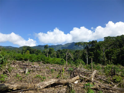 Dévastation de la forêt des Haraktas