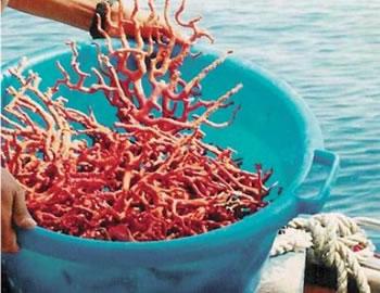 La mise à mort des récifs coralliens