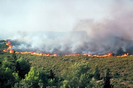 مئات الهكتارات من الأشجار تلتهمها النيران بغابة القطارنية بسيدي بلعباس