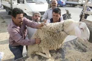 مؤشرات بتدني‮ ‬أسعار الأضاحي‮ ‬هذا العام بأسواق الأغواط
