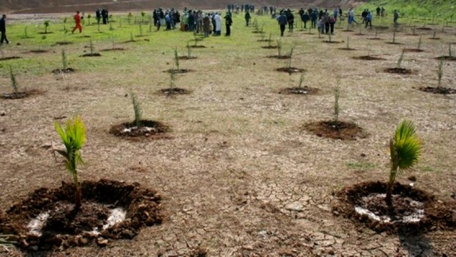 Poursuite des opérations de boisement pour faire d'Ouargla une ville verte