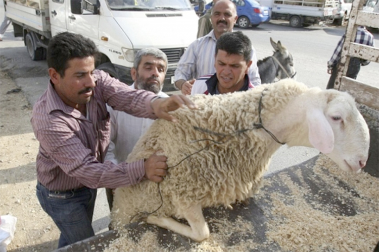 مؤشرات بتدني‮ ‬أسعار الأضاحي‮ ‬هذا العام بأسواق الأغواط