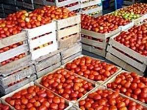 Tomate industrielle à Ben Azzouz : Une filière qui fait de la résistance
