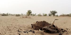 Ampleur de la désertification en Algérie : Plus de 50 millions d'hectares menacés