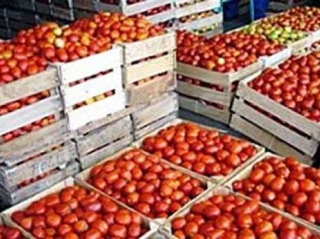 Tomate industrielle à Ben Azzouz : Une filière qui fait de la résistance