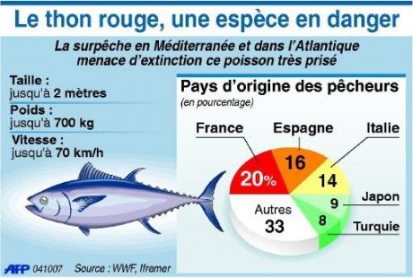 Selon WWF Méditerranée : ' Le thon rouge risque de disparaître d'ici 2012 '
