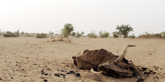 Ampleur de la désertification en Algérie : Plus de 50 millions d'hectares menacés