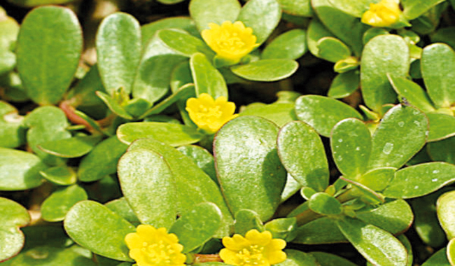 SELON UNE ETUDE DE L'UNIVERSITE D'EL-OUED