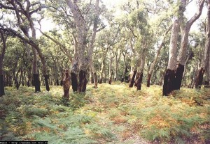 جهود لإعادة تأهيل غابات أشجار الفلين بسوق أهراس