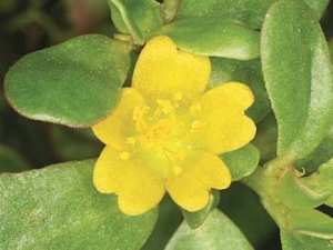 Le pourpier pour lutter contre l'obésité et réduire le taux de cholestérol