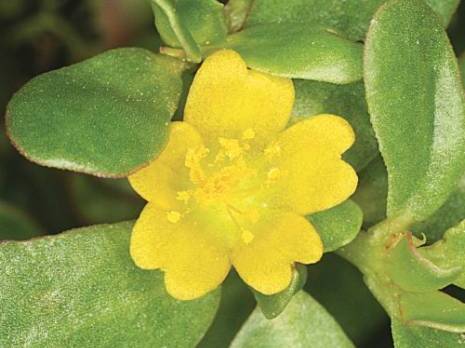 Le pourpier pour lutter contre l'obésité et réduire le taux de cholestérol