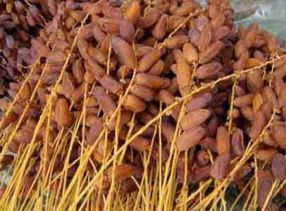 Production de dattes