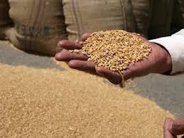 انخفاض بنسبة 25 بالمائة في إنتاج الحبوب بقسنطينة