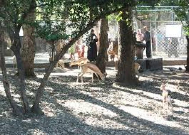 ما يقارب 10 آلاف زائر يوميا لحديقة الحيوانات بكيسير بجيجل