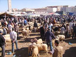 الحولي ب34 ألف دج بالجملة بأسواق بسعيدة