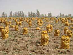 توقع جني 01 مليون قنطار وتخوف من كساد المنتوج بتيارت