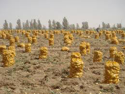 توقع جني 01 مليون قنطار وتخوف من كساد المنتوج بتيارت