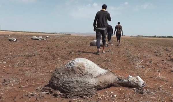 فيضان واد لعقيلة بالجلفة يقتل شابين