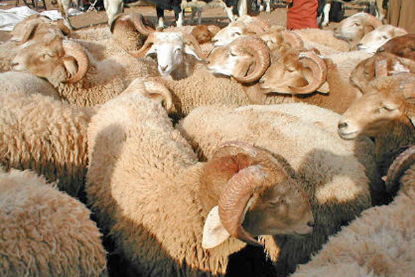 10 سنوات حبسا لسارقي المواشي والمكيفات بإيليزي