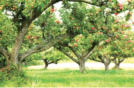Plus d'un millier de pommiers endommagés par la grêle