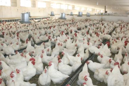 80 بالمائة من اللحوم البيضاء التي تتدعم بها الأسواق المحلية مصدرها المربون غير الشرعيين