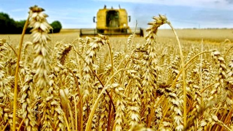Atelier de formation à Alger pour les négociants algériens de céréales