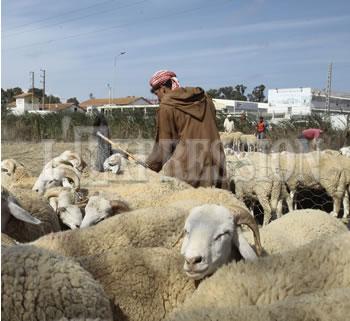Le mouton prend du galon