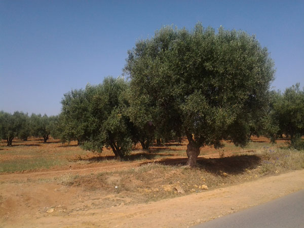 قصد تشخيص أوضاع القطاع الفلاحي بمعسكر و النهوض به