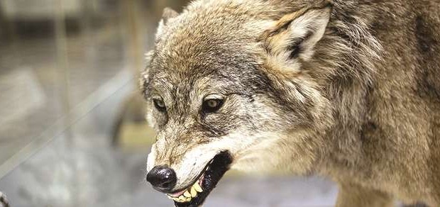 Un septuagénaire attaqué par un loup