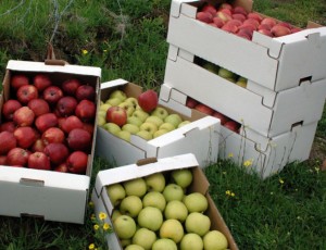 توقع إنتاج 16 ألف قنطار من الفواكه بأم البواقي