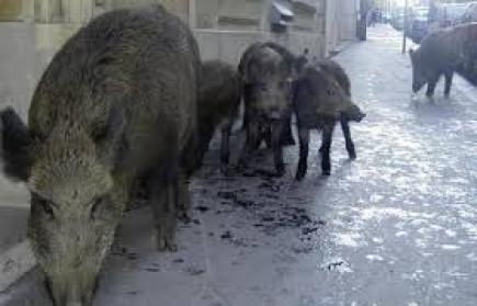 خبراء يدقون ناقوس الخطر ويحذّرون من خطر قطيع الخنازير اجتاح بلديات العاصمة