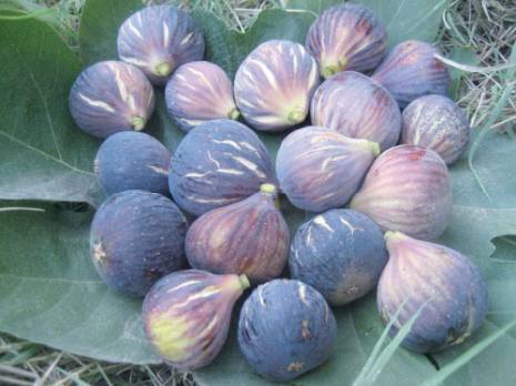 Commercialisation directe au consommateur